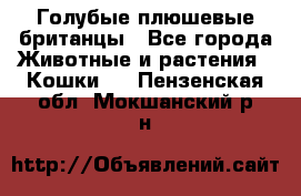 Голубые плюшевые британцы - Все города Животные и растения » Кошки   . Пензенская обл.,Мокшанский р-н